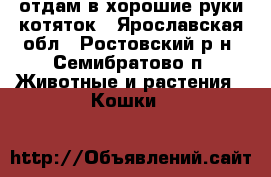отдам в хорошие руки котяток - Ярославская обл., Ростовский р-н, Семибратово п. Животные и растения » Кошки   